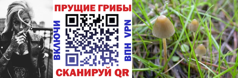 МЕГА как зайти  Ступино  Псилоцибиновые грибы мицелий 